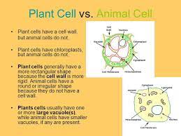 Check spelling or type a new query. Organelles Parts Of A Cell Ppt Download