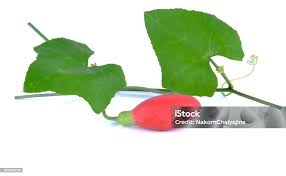 Image result for Coccinia grandis