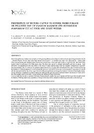 Image result for Panicum trichocladum