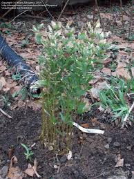 Image result for Shibataea kumasasa