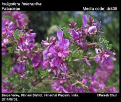 Image result for Indigofera hedyantha