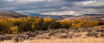 Cowiche Canyon Conservancy Yakima Wa Protecting Our Shrub Steppe Habitat Habitats Shrubs Steppe