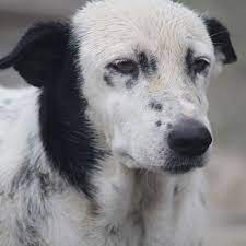 Many dogs have some type of prostate enlargement as they age, which may turn out to be a precancerous prostate cancer is a common problem in older male dogs. Signs Of Prostate Cancer In Dogs Dog Discoveries