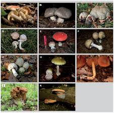 La forme de ces lésions est irrégulière, contrairement à de nombreuses maladies foliaires où la tache est plus ou moins ronde. Intoxication Par Les Champignons