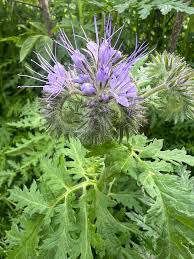 Image result for site:byggahus.se ädel