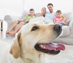At lakewood animal clinic, we believe all of these things are important, which is why we've worked does your san jose, jacksonville and lakewood, jacksonville vet make you and your pet feel this. About Your Trusted Family Veterinary Clinic In Lakewood Ca
