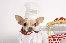 Little Chihuahua Dressed As A Chef Wearing A Chef Coat And Chef Hat Chihuahua Chef Wear Chef Photography