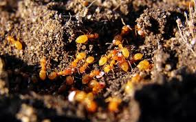 Bruce archibald) almost 50 million years ago, ants the size of hummingbirds roamed what is now. 5 Ant Supercolonies All About The World S Largest Ant Colonies Ants Com