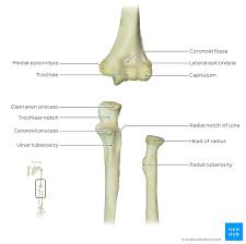 Maybe you would like to learn more about one of these? Radius And Ulna Anatomy And Clinical Notes Kenhub