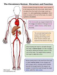 Circulatory System Structure And Function Mini Poster In 2020 Circulatory System Structure And Function Human Body Anatomy