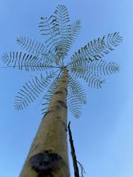 Image result for Colvillea