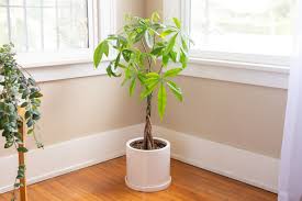 Maybe you would like to learn more about one of these? Popular Indoor Trees