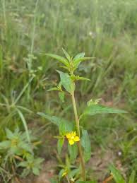 Image result for Ludwigia erecta