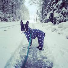 Thebostonterrierlove On Instagram Take Action Grab Your T Shirt If You Love Boston Terriers Click Boston Terrier Funny Boston Terrier Dog Boston Terrier