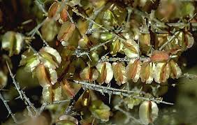 Image result for Phaeoptilum spinosum