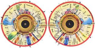 Chart To Iridology 12pc Free For You Iriscope Iridology