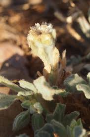 Image result for Glinus hirtus