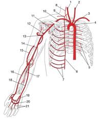 The major blood vessels of the heart consist of large arteries and veins that transport blood to and from the different circulatory systems . Module 16 Blood Vessels Labeling Flashcards Quizlet