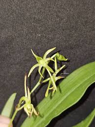 Image result for Angraecum calceolus