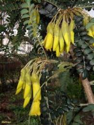 Image result for Feretia aeruginescens