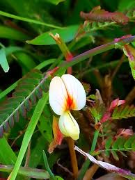 Image result for Aeschynomene sp. C