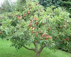 I first learned the flat top pruning form many years ago, and it was designed to make it easier to harvest apples (no ladders), easier to maintain the. How To Grow Honeycrisp Apple Trees Apple Tree Gardening Fruit Trees Backyard Honeycrisp Apple Tree