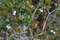 Image result for Carissa tetramera