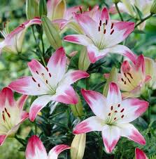 We all know that rabbits are excellent jumpers pickets or boards still need to be quite close, and also still need to be buried partially underground to prevent tunneling. How To Garden With Lilies