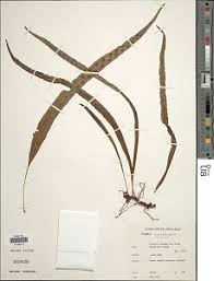 Image result for Lepisorus excavatus