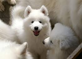 Share on facebook share on pinterest. 15 Times Samoyeds Looked Just Like Fluffy Marshmallows Barkpost