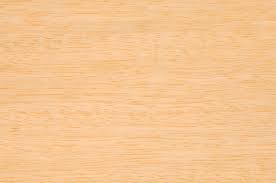 Image result for Terminalia superba