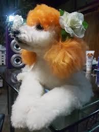 Dogs will retain this water in their ears when and this will cause painful problems for your dog. Dog Hair Dye Ardent Orange Pd02 Creative Grooming Dog Hair Dye Dog Haircuts