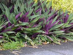 Moses in the cradle is a popular house plant, related to the wandering jew plant. Moses In The Cradle Guide How To Grow Care For Tradescantia Spathacea