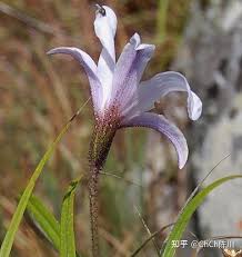 Image result for Xerophyta pauciramosa