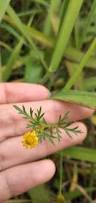 Image result for Chrysanthellum