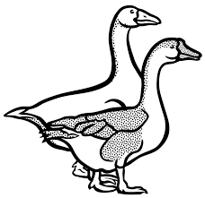Canada Goose Drawing Line Art Duck Under Cc0 Is About Goose Drawing Line Art Duck Canada Goose Animal Bauernhof Education Farm Clip Art Goose Drawing Duck Art
