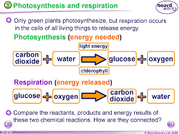 The anaerobic respiration that takes place in microorganisms , where glucose is partially oxidized to form ethyl alcohol or lactic acid and 2 atp molecules is called fermentation. Ks4 Plant Nutrition Plant Nutrition Prezentaciya Onlajn