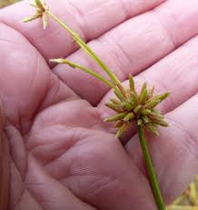 Image result for Isolepis prolifera
