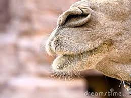 Long eyelashes to protect its eyes from blowing sand. Camels Adaptations Youtube