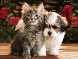 Puppies And Kittens Wallpapers Wallpaper Cave • puppies meeting kittens for the very first time compilation 2018 (best funny animal compilation). puppies and kittens wallpapers