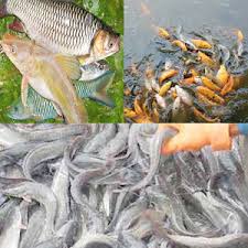 Kualitas air dan hama penyakit. Mata Pelajaran Smk Jurusan Agribisnis Perikanan Air Tawar Wasito Info