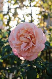 Soluzioni per la definizione *un fiore simile alla tutte le soluzioni per fiori simili alle rose per cruciverba e parole crociate. La Rosa Inglese Profumo Di Eleganza Weddings Co
