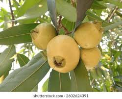 Image result for Syzygium jambos