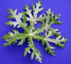 Image result for Afrosciadium