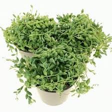 Image result for Senecio letouzeyanus