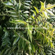 Pun begitu, tidak semua antara kita menjadikan amalan memakan daun kari ini sebagai keniasaan. Tanaman Daun Kari Buy Terbaik Kotak Karton Kemasan Harga Fresh Curry Leaf Memasak Tipe Segar Daun Kari Product On Alibaba Com