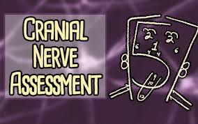 The vagus nerve is the tenth cranial nerve (cn x). The Cranial Nerve Assessment For Nurses Health And Willness
