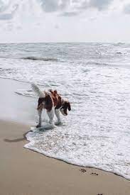 Vakantie met hond aan zee het is voor veel hondenliefhebbers een droom, om met hun hond een honden vakantie aan zee te boeken. 5x Stranden In Nederland Waar De Hond Het Hele Jaar Door Los Mag Lopen Woef Welkom
