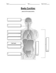 Anatomical terms of location wikipedia, lookup. Quadrants Worksheets Teaching Resources Teachers Pay Teachers