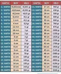 gebelikte haftalara gore bebegin boy ve agirligi hamilelik hamilelik ipuclari yenidogan bakimi